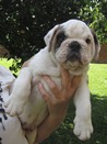 Bulldogs 3 028 - Copy.JPG