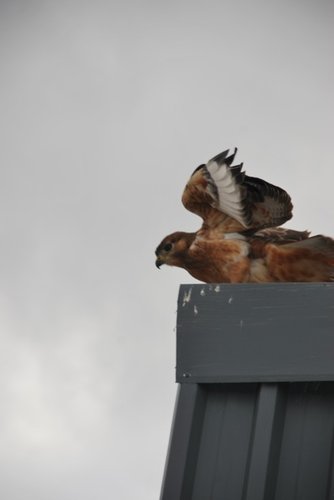 DSC_0290.JPG