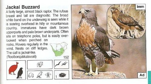 Jackal Buzzard.jpg