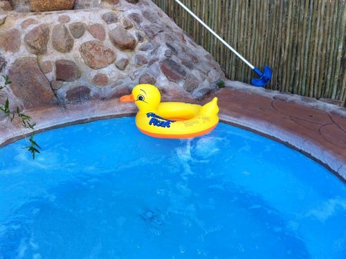 DIshies Duck livving in my Jaquizzie.jpg