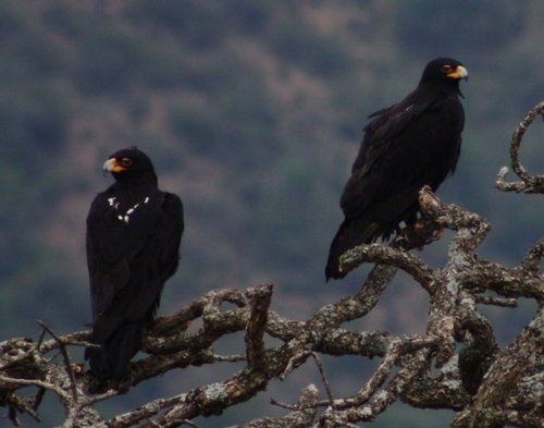 Black Eagle 1.jpg