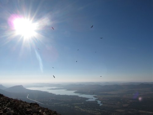 Vultures - Magaliesberg.jpg
