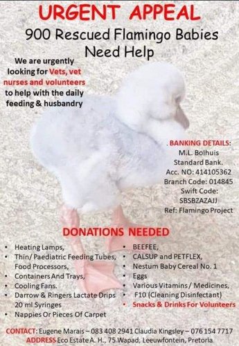 Flamingoes help.jpg